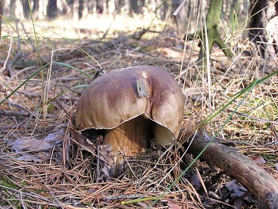 hríb Boletus sp.