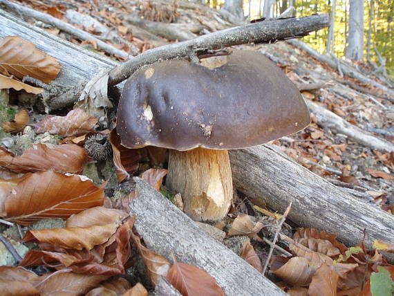 hríb Boletus sp.