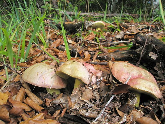 hríb kráľovský Butyriboletus regius (Krombh.) D. Arora & J.L. Frank