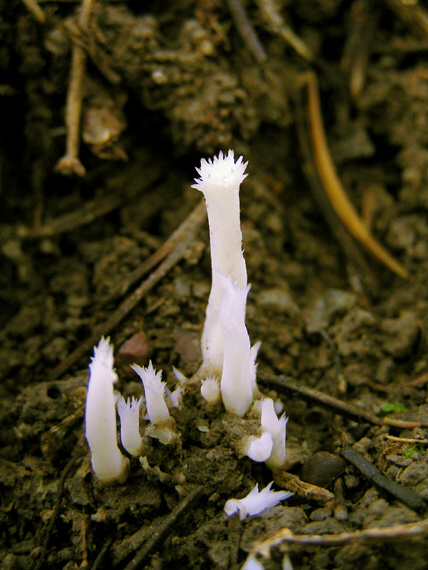 konárovka hrebenitá Clavulina coralloides (L.) J. Schröt.