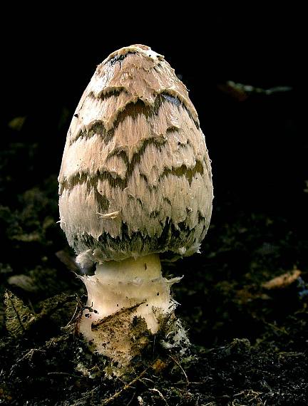 hnojník strakatý Coprinopsis picacea (Bull.) Redhead, Vilgalys & Moncalvo