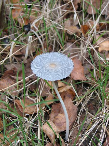 hnojník Coprinus sp