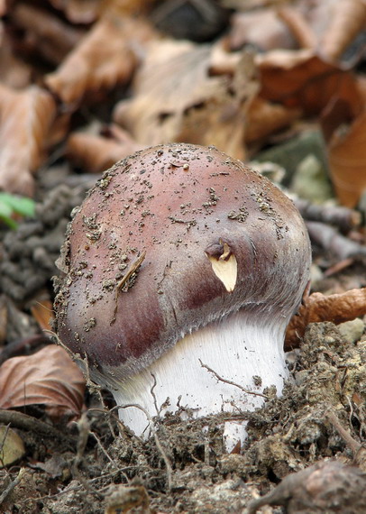 pavučinovec Cortinarius sp.