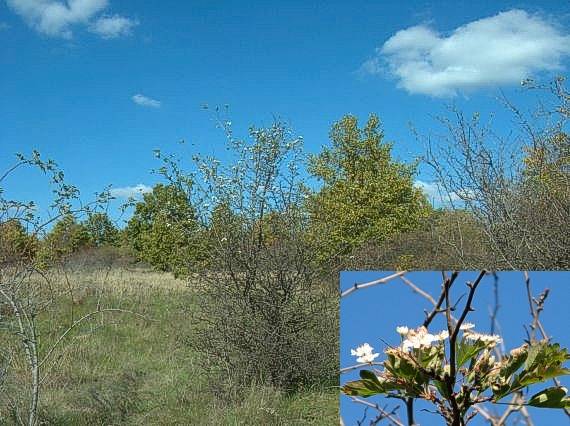 pomýlená príroda, hloh Crataegus laevigata (Poir.) DC.