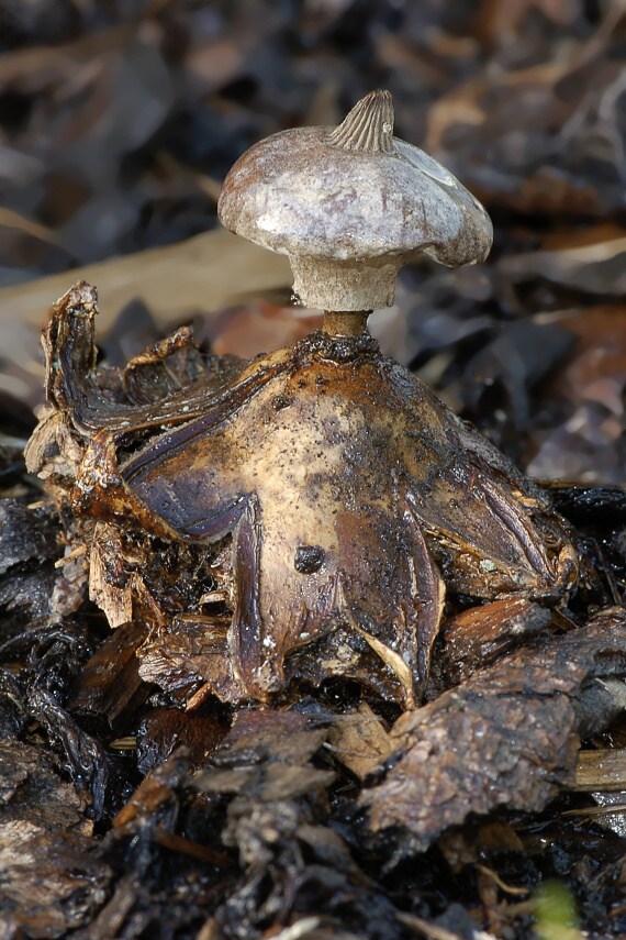 hviezdovka golierikovitá Geastrum striatum DC.