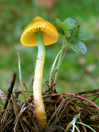 lúčnica žltozelená Gliophorus psittacinus (Schaeff.) Herink