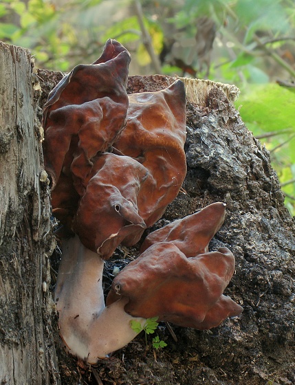 ušiak mitrovitý Gyromitra infula (Schaeff.) Quél.