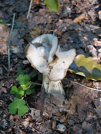 chriapač kučeravý Helvella crispa (Scop.) Fr.