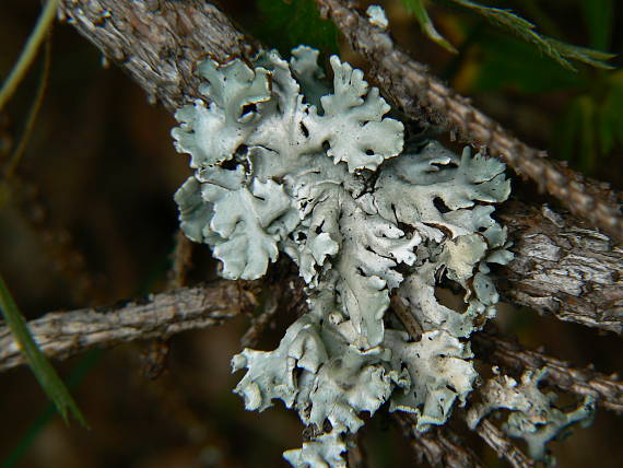 diskovka bublinatá Hypogymnia physodes (L.) Nyl.