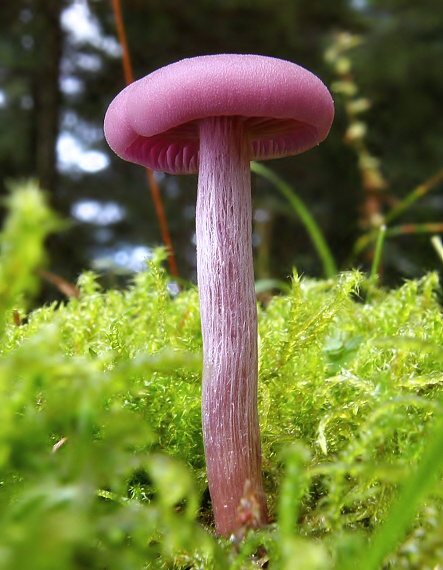 lakovka ametystová Laccaria amethystina (Huds.) Cooke