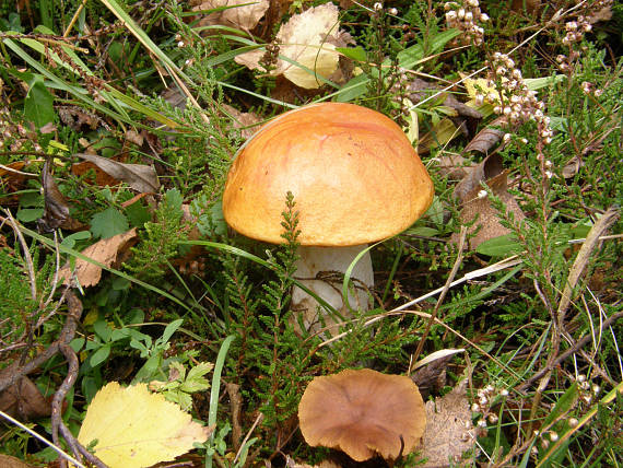 kozák osikový Leccinum albostipitatum den Bakker & Noordel.