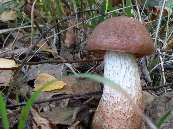 kozák dubový Leccinum aurantiacum (Bull.) Gray