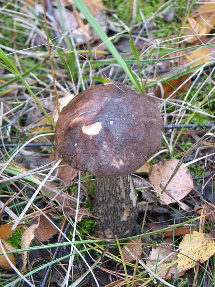 kozák brezový Leccinum scabrum (Bull.) Gray