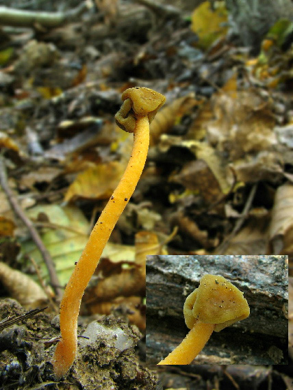 klincovka slizká Leotia lubrica (Scop.) Pers.