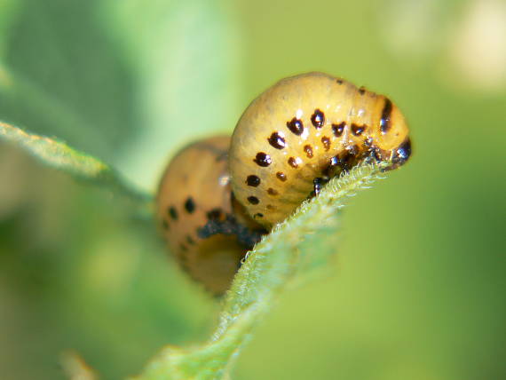 pásavka zemiaková Leptinotarsa decemlineata