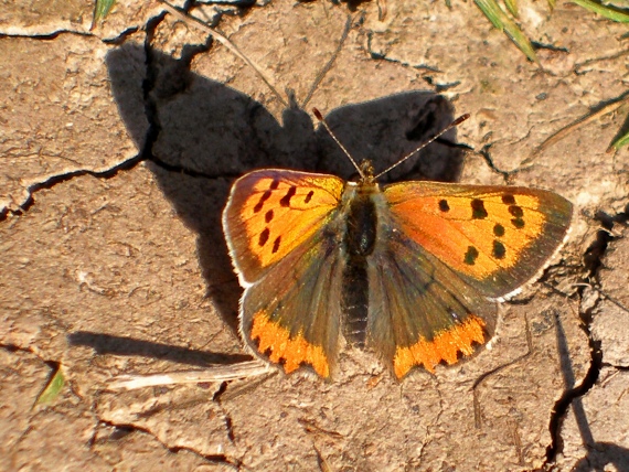 ohniváčik čiernokrídly Lycaena phlaeas