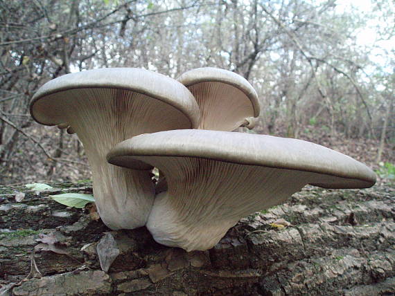 hliva ustricovitá Pleurotus ostreatus (Jacq.) P. Kumm.