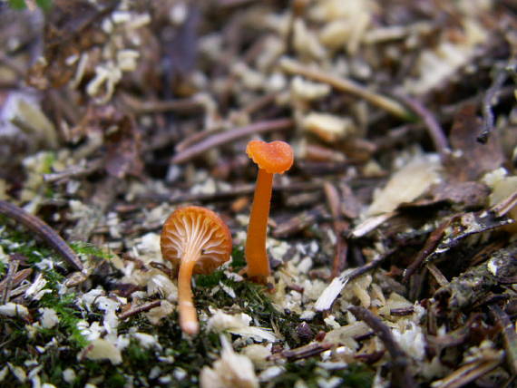 kalichovka oranžová / Machovček oranžový Rickenella fibula (Bull.) Raithelh.