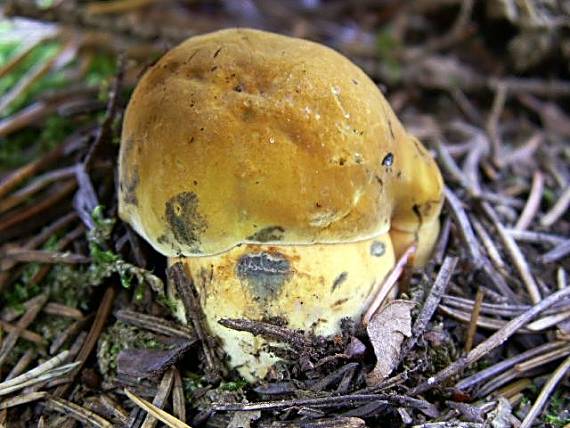 hríb zrnitohlúbikový Sutorius luridiformis (Rostk.) G. Wu & Zhu L. Yang