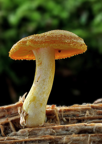 čírovec ozdobný Tricholomopsis decora (Fr.) Singer