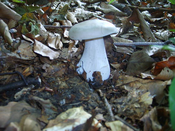 strmuľka inovaťova clitocybe nebularis (Batsch) P. Kumm.