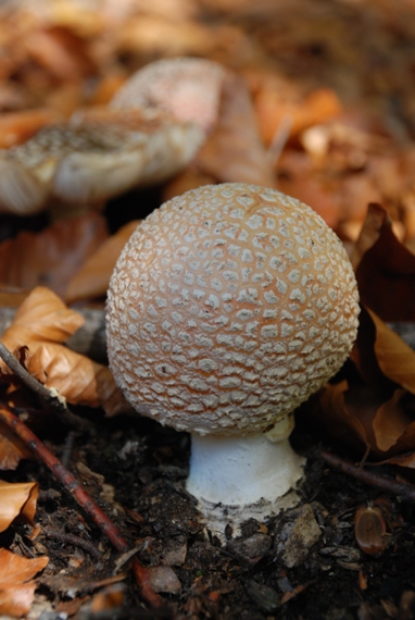 muchotrávka červená Amanita muscaria (L.) Lam.