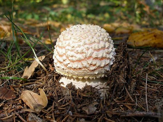 muchotrávka červená Amanita muscaria (L.) Lam.