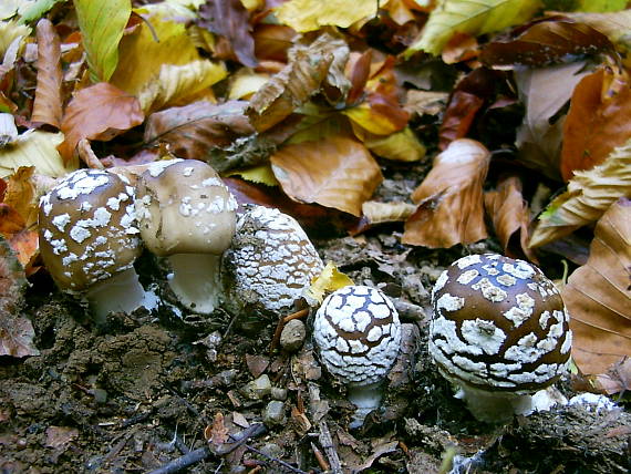 muchotrávka tigrovaná Amanita pantherina (DC.) Krombh.