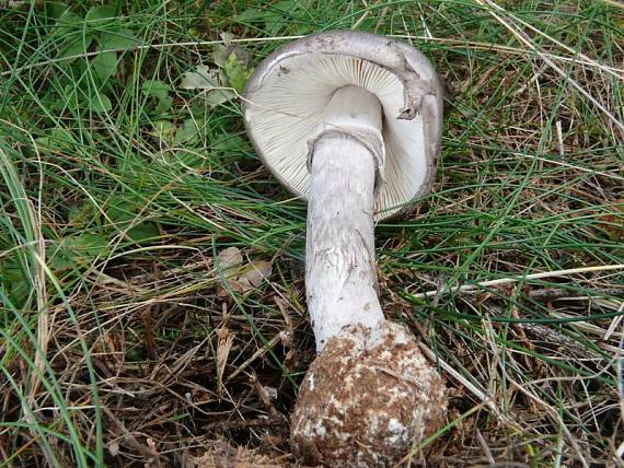 muchomůrka porfýrová - Muchotrávka porfýrovosivá Amanita porphyria Alb. & Schwein.