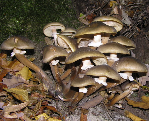 podpňovka obyčajná Armillaria mellea (Vahl) P. Kumm.