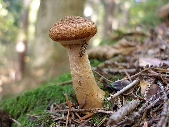 podpňovka obyčajná Armillaria mellea (Vahl) P. Kumm.