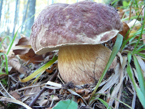 hríb sosnový Boletus pinophilus Pil. et Dermek in Pil.