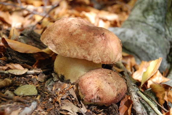 hríb sosnový Boletus pinophilus Pil. et Dermek in Pil.