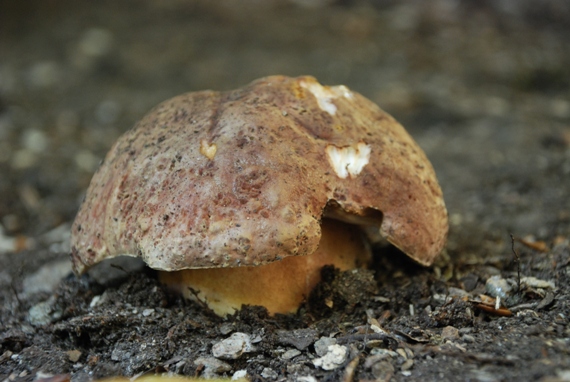 hríb sosnový Boletus pinophilus Pil. et Dermek in Pil.