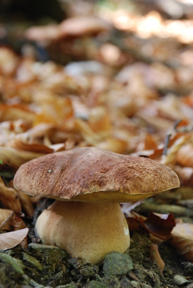 hríb sosnový Boletus pinophilus Pil. et Dermek in Pil.