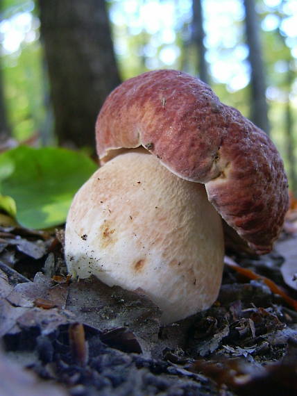 hríb sosnový Boletus pinophilus Pil. et Dermek in Pil.