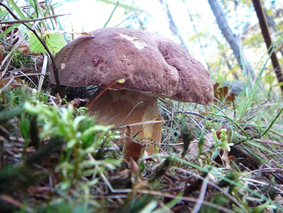 hríb Boletus sp.