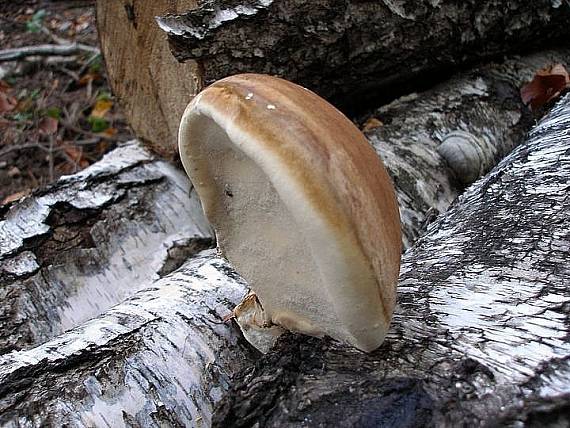 brezovník obyčajný Fomitopsis betulina (Bull.) B.K. Cui, M.L. Han & Y.C. Dai