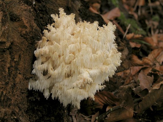 koralovec bukový Hericium coralloides (Scop.) Pers.