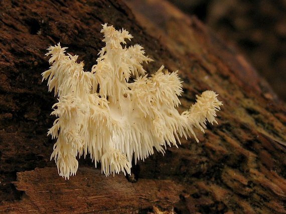 koralovec bukový Hericium coralloides (Scop.) Pers.