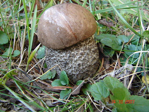 kozák brezový Leccinum scabrum (Bull.) Gray