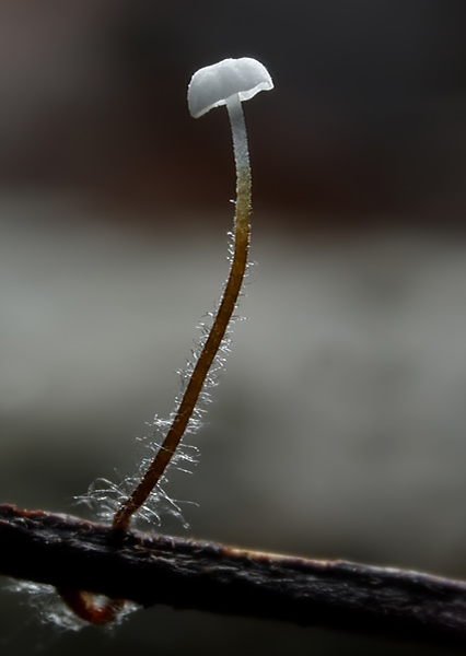 tanečnica Bulliardova Marasmius bulliardii Quél.