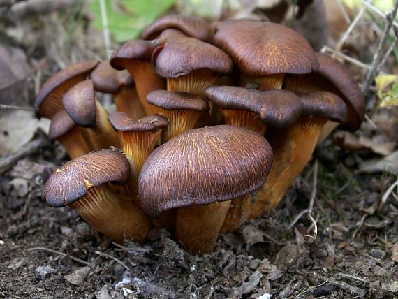 kališník hnedooranžový Omphalotus olearius (DC.) Singer