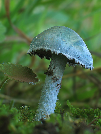 golierovka zelenomodrá Stropharia caerulea Kreisel