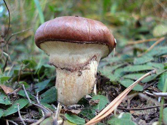 masliak obyčajný Suillus granulatus (L.) Roussel