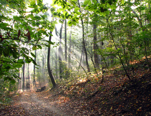 horský park ráno