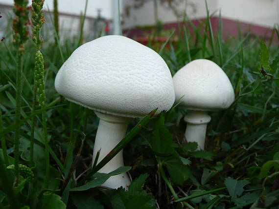 pečiarka poľná Agaricus campestris L.