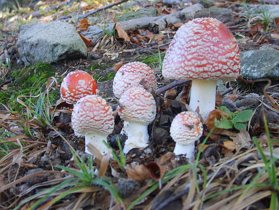 muchotrávka červená Amanita muscaria (L.) Lam.