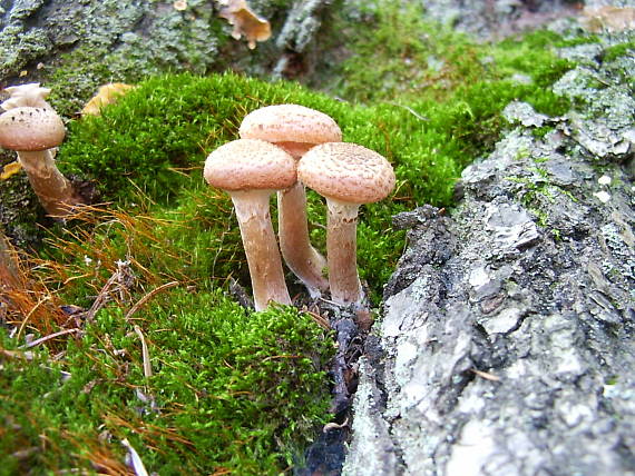 podpňovka obyčajná Armillaria mellea (Vahl) P. Kumm.