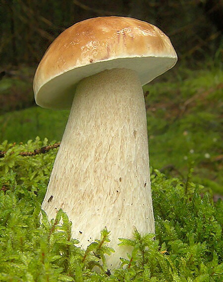 hríb smrekový Boletus edulis Bull.